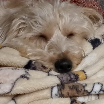 The Perfect Puppy - Pet Stores Near Me - West Warwick, Rhode Island