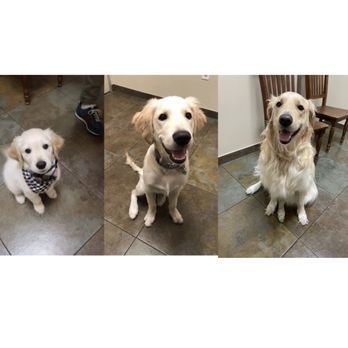 Four Paws Veterinary Center - Taco's 3rd year at Four Paws! - Veterinarians Near Me - Dublin, California