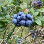 Photo of Azure Acres