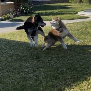 1. Project Pawsible