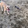 Photo of Washington Park Dog Run
