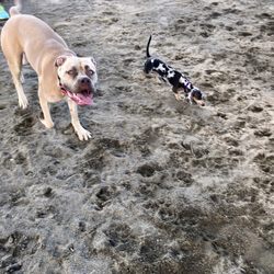 Washington Park Dog Run - So many different breeds come to the park!