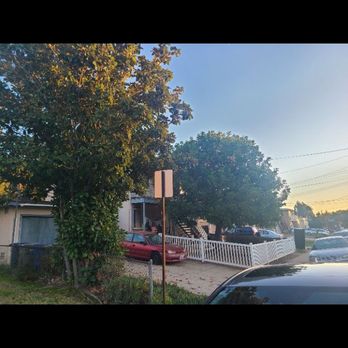 LC Tree Service - Before pic - one tree for removal and one for trim - Tree Services Near Me - San Diego, California LC Tree Service - Before pic - one tree for removal and one for trim - Tree Services Near Me - San Diego, California