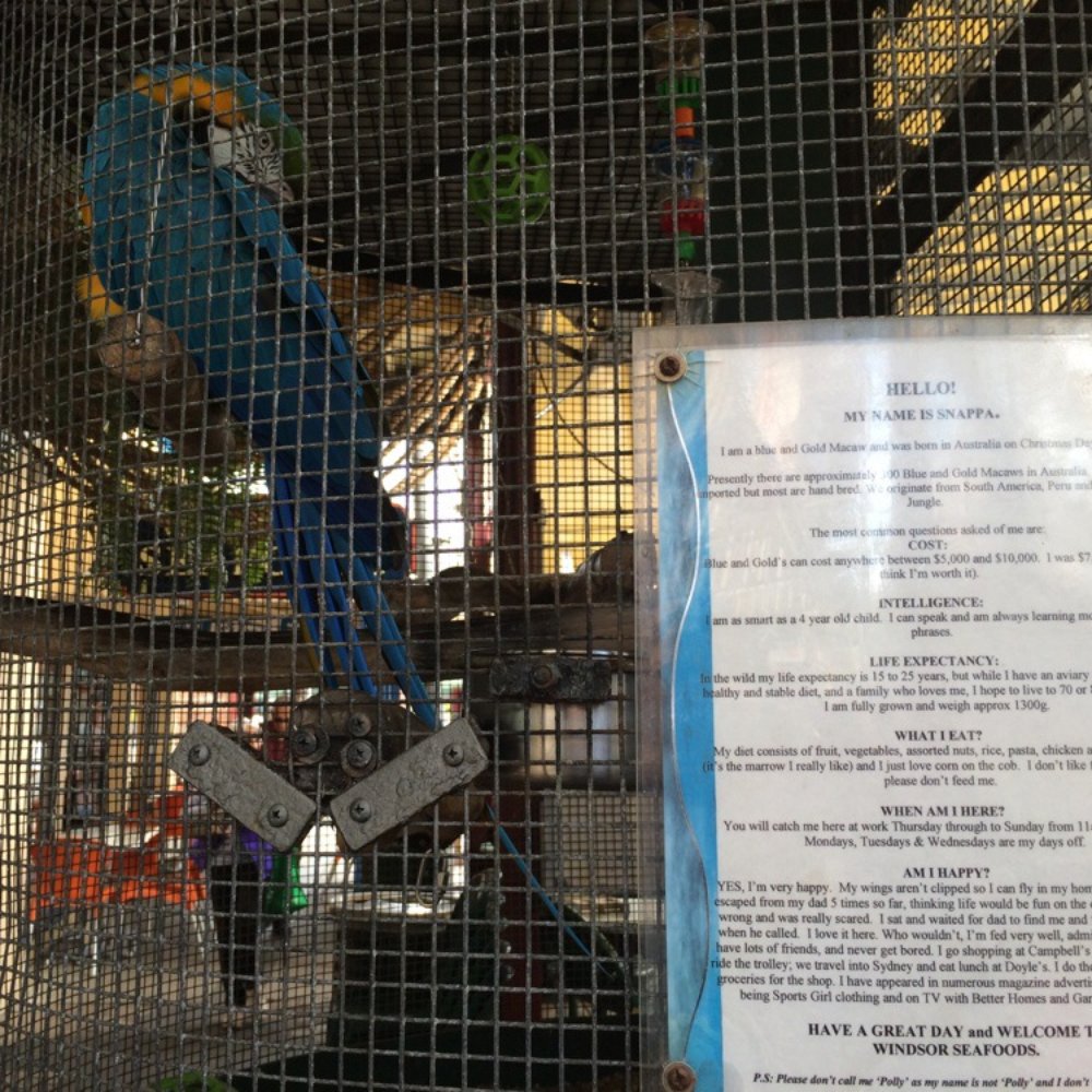 Windsor Seafoods - Snappa, the macaw.. - Seafood Near Me - Windsor, NSW