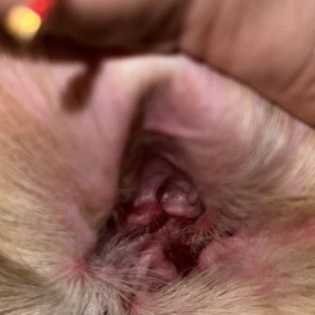 Petco - All red in the left ear and bleeding - Pet Training Near Me - Las Vegas, Nevada Petco - All red in the left ear and bleeding - Pet Training Near Me - Las Vegas, Nevada
