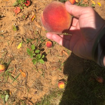 Battleview Orchards - Pick Your Own Farms Near Me - Freehold, New Jersey