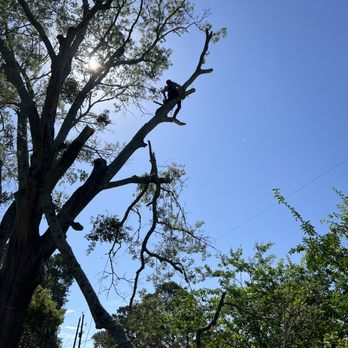 Tree service - Tree Services Near Me
