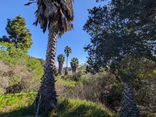 Kenneth Hahn State Recreation Area by null