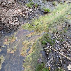 Proctor Farm Conservation Area - Swampy