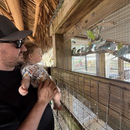Parakeets in the animal adventure at Strawberry Spectacular Parakeets in the animal adventure at Strawberry Spectacular