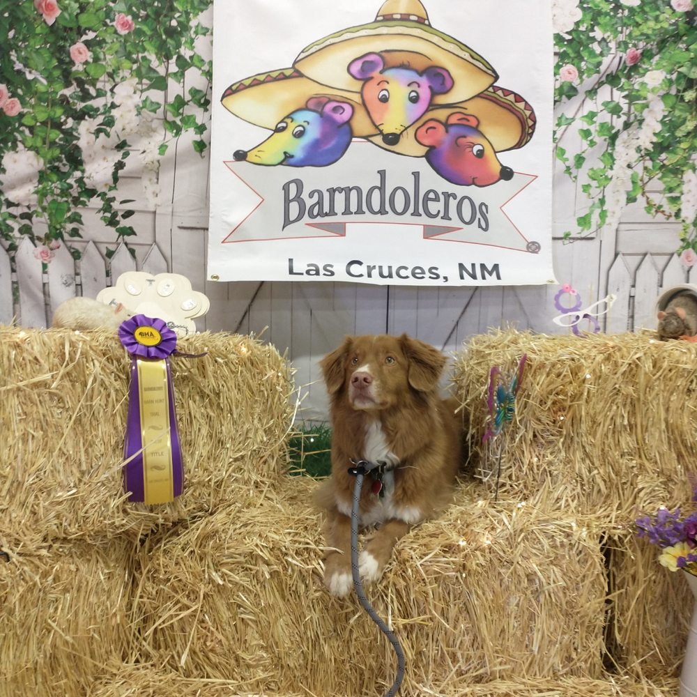 THE BEST 10 VETERINARIANS in LAS CRUCES, NM - Updated 2026 - Hours - Yelp