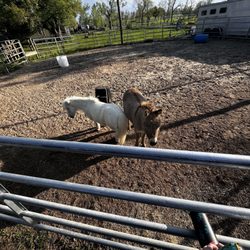 Pony Tales - Jackson and Prince