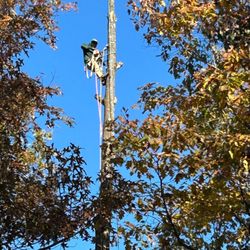 Rico Tree Service
