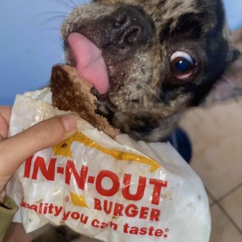 In-N-Out Burger - Pup patty, Frenchie approved! - Burgers Near Me - Monterey Park, California