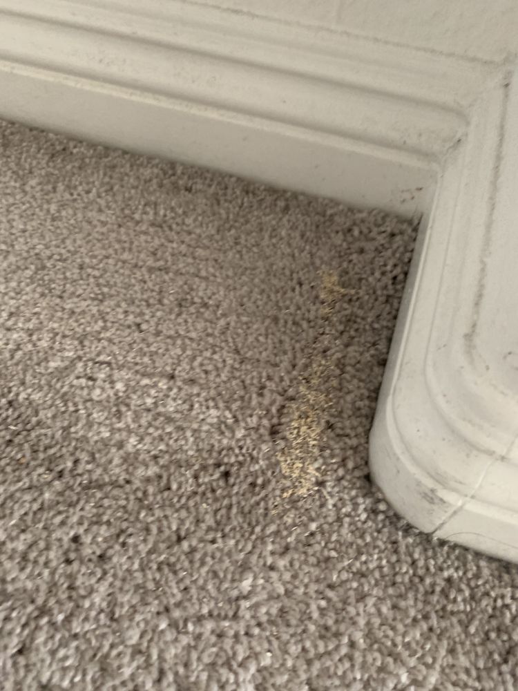 ECODRY CARPET CLEANING Updated July 2024 78 Photos & 29 Reviews