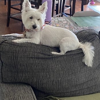 Honey Pets Grooming - My westie after an amazing experience! - Pet Groomers Near Me - La Mesa, California Honey Pets Grooming - My westie after an amazing experience! - Pet Groomers Near Me - La Mesa, California