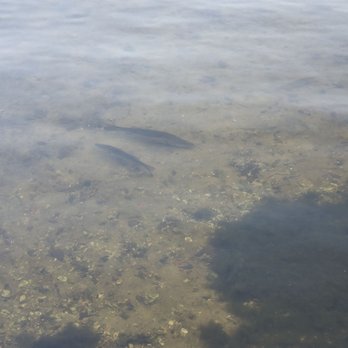 Gilchrist Park - Clearview of the fish by the bay - Parks Near Me - Punta Gorda, Florida