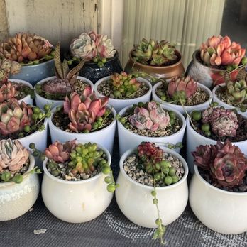MiMi Nursery - Nurseries & Gardening Near Me - Garden Grove, California MiMi Nursery - Nurseries & Gardening Near Me - Garden Grove, California