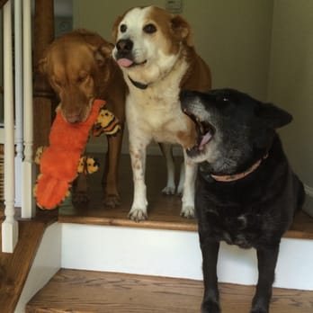 Peaceful Pets - The Gang - Dog Walkers Near Me