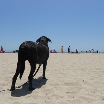 Rosie's Dog Beach - Midnight @ Rosie's Dog Beach - Dog Parks Near Me - Long Beach, California Rosie's Dog Beach - Midnight @ Rosie's Dog Beach - Dog Parks Near Me - Long Beach, California