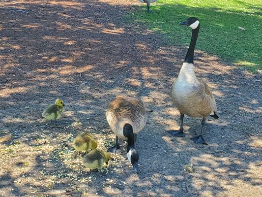 Central Park by null