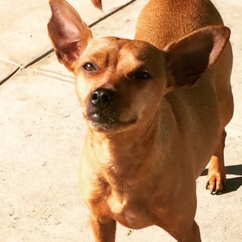 Pupparazzi Petcare - Pet Sitting Near Me Pupparazzi Petcare - Pet Sitting Near Me
