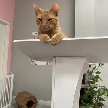 Frisky Cat Cafe - Cafes Near Me - St. Augustine, Florida