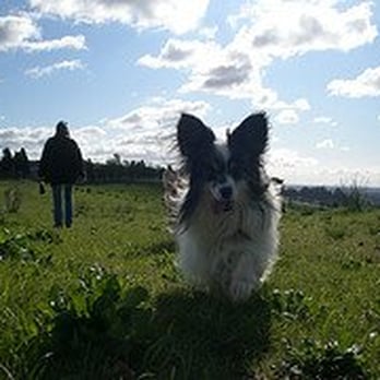 King Estates Open Space Park - D'Artagnan the papillon under a big sky - Parks Near Me - Oakland, California