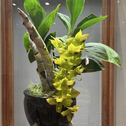 Smithsonian Associates - Plant education