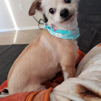 Cut & Dry Pet Salon - A few hours after we got home, excuse her mouth she had just eaten. Lol - Pet Groomers Near Me - Glendale, Arizona