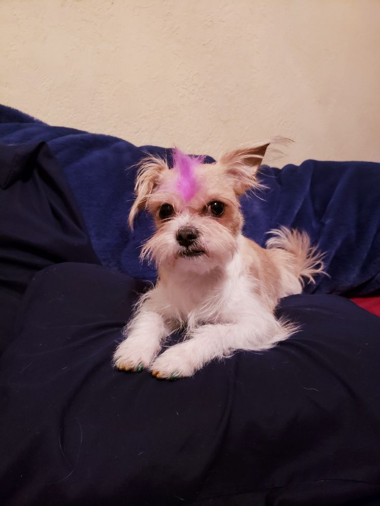 sphynx cat in jumper