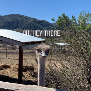 Ostrichland USA - Attraction Farms Near Me - Solvang, California Ostrichland USA - Attraction Farms Near Me - Solvang, California