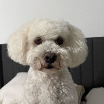 Diamond Dogs Mobile Spa - Pet Groomers Near Me - Van Nuys, California