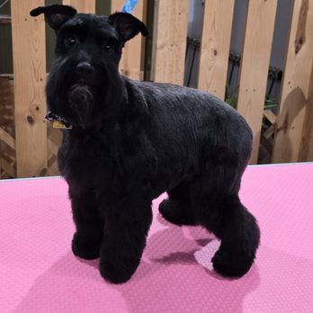 Wild Paw Studio - Jolie - Pet Groomers Near Me - Tualatin, Oregon Wild Paw Studio - Jolie - Pet Groomers Near Me - Tualatin, Oregon