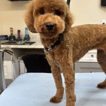 Plush Grooming - Darla needed to be clipped down short to get rid of her matted coat but a matted coat doesn't always mean an ugly naked dog! - Pet Groomers Near Me - Las Vegas, Nevada Plush Grooming - Darla needed to be clipped down short to get rid of her matted coat but a matted coat doesn't always mean an ugly naked dog! - Pet Groomers Near Me - Las Vegas, Nevada