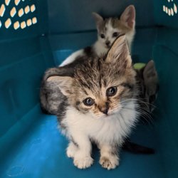 Center for Animal Rescue & Enrichment