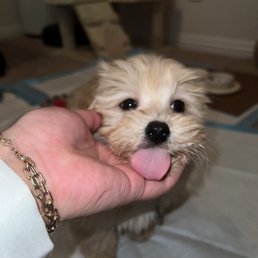 We named him Hercules out small but mighty boy We named him Hercules out small but mighty boy