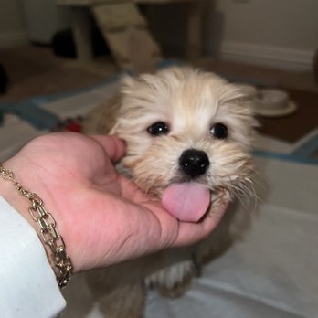 The Puppy Store Henderson - We named him Hercules out small but mighty boy - Pet Stores Near Me - Henderson, Nevada The Puppy Store Henderson - We named him Hercules out small but mighty boy - Pet Stores Near Me - Henderson, Nevada