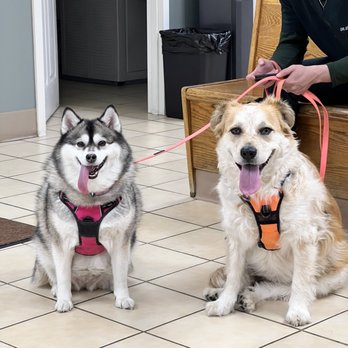 Quakertown Veterinary Clinic - Veterinarians Near Me - Quakertown, Pennsylvania Quakertown Veterinary Clinic - Veterinarians Near Me - Quakertown, Pennsylvania