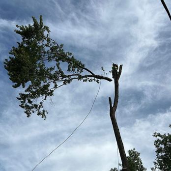 Geo Tree Service - Tree Services Near Me - Minneapolis, Minnesota Geo Tree Service - Tree Services Near Me - Minneapolis, Minnesota
