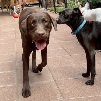 Balanced Obedience - Pet Training Near Me - Honolulu, Hawaii Balanced Obedience - Pet Training Near Me - Honolulu, Hawaii