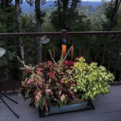 Linda's Plants and Shrubs - Plants