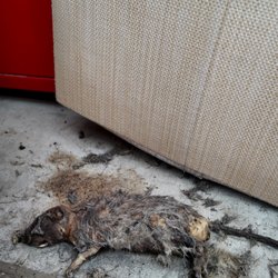 iStorage - dead rat.