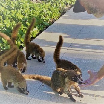 Único Hotel - These little critters are pretty tame as you can see. - Hotels Near Me - Solidaridad, ROO