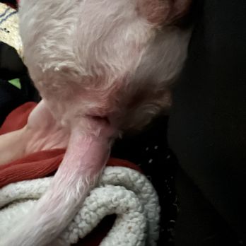 PetSmart - Animal Abuse! - Pet Stores Near Me - Skokie, Illinois