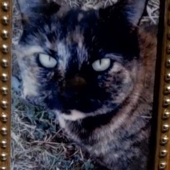 AquaCrossings - A good friend for 18 years - Pet Cremation Services Near Me - Tempe, Arizona