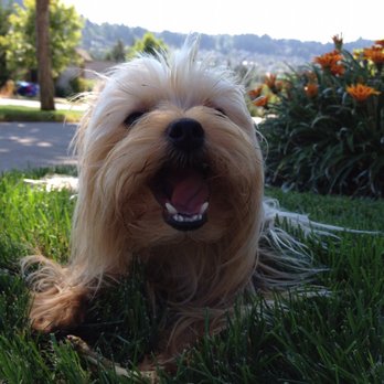 Caylys Doggy Styles - Harley Jo looks fabulous after her appointment every other Friday. - Pet Groomers Near Me - Gresham, Oregon