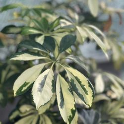 Resoft Park - Variegated Umbrella Plant