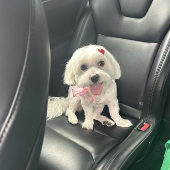Dream Pet Grooming  - Pet Groomers Near Me - Irvine, California