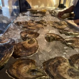 Oysters